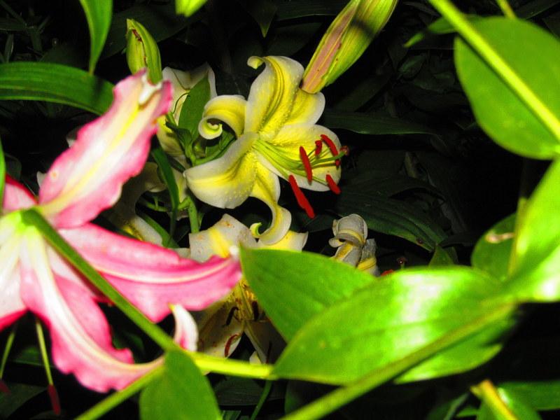 Photo of Lily (Lilium 'Aubade') uploaded by jmorth