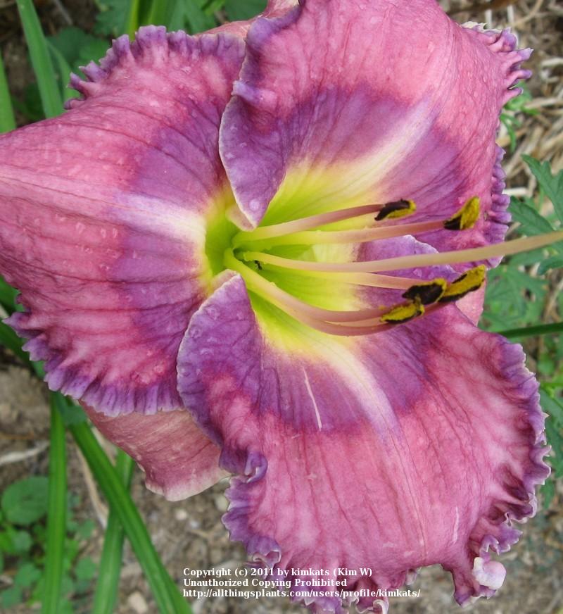 Photo of Daylily (Hemerocallis 'Lavender Tomorrow') uploaded by kimkats