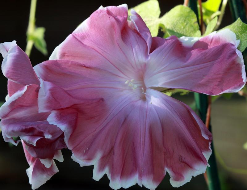 Photo of Japanese Morning Glory (Ipomoea nil 'Rose Silk') uploaded by luvsgrtdanes