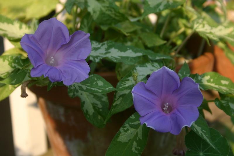 Photo of Japanese Morning Glory (Ipomoea nil 'Sun Smile') uploaded by luvsgrtdanes