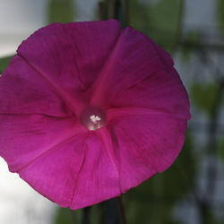 Location: My Yard
Date: 2010-09-13
Nice dark reddish/deep pink flower that extends into the throat