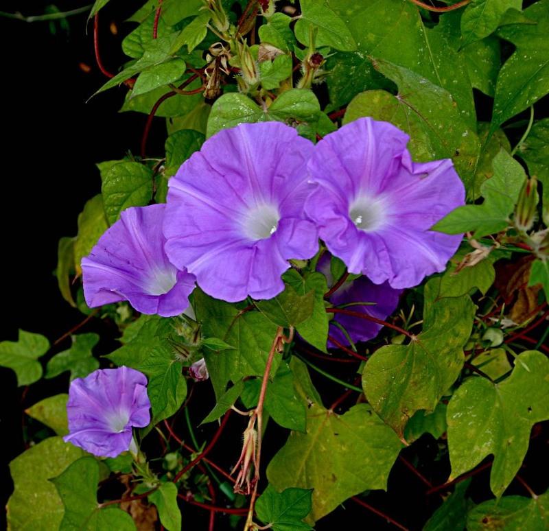 Photo of Japanese Morning Glory (Ipomoea nil 'Hattie Bell') uploaded by luvsgrtdanes