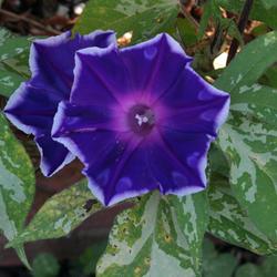Location: My yard
Date: 2011-09-14
Sunsmile 'Violet'