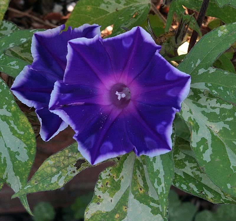 Photo of Japanese Morning Glory (Ipomoea nil 'Sun Smile') uploaded by luvsgrtdanes