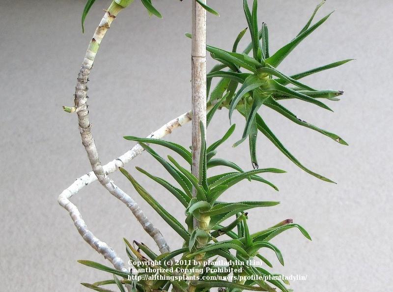 Photo of Climbing Aloe (Aloiampelos ciliaris) uploaded by plantladylin