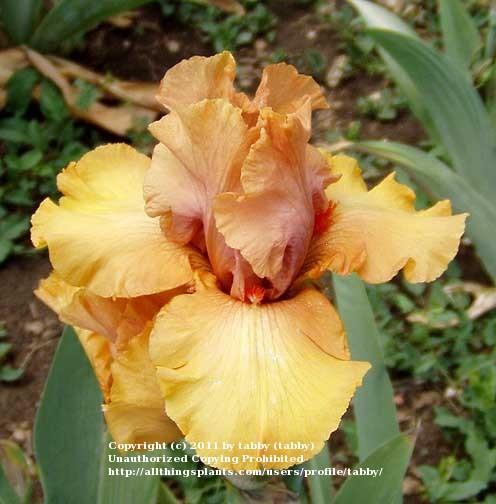 Photo of Tall Bearded Iris (Iris 'Big Squeeze') uploaded by tabby