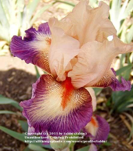 Photo of Tall Bearded Iris (Iris 'Chevalier de Malte') uploaded by tabby