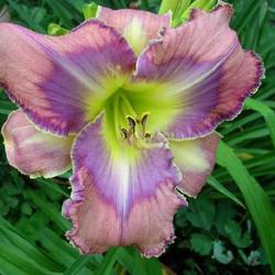 Location: Melvindale, Mi. 48122
Date: Mid season 2009
A very lovely blend of colors on this plant.