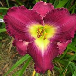 Location: Melvindale, Mi. 48122
Date: Mid season 2010
Lovely color on this bloom.