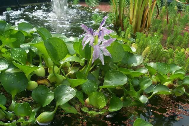 Photo of Water Hyacinth (Eichhornia crassipes) uploaded by Newyorkrita
