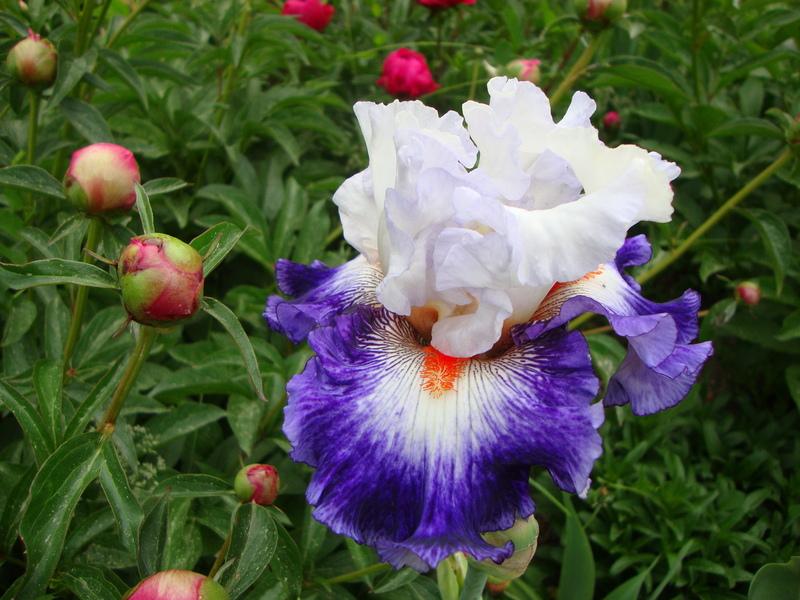Photo of Tall Bearded Iris (Iris 'Gypsy Lord') uploaded by Paul2032