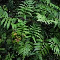 Location: Natural Area in Northeastern Indiana
Date: 2010-07-08
Sterile fronds
