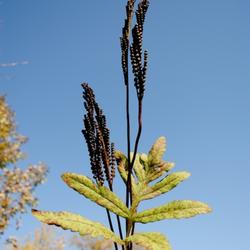 Location: Natural Area in Northeastern Indiana - Zone 5 
Date: 2011-10-06
Fertile frond - fruiting structure - unopened