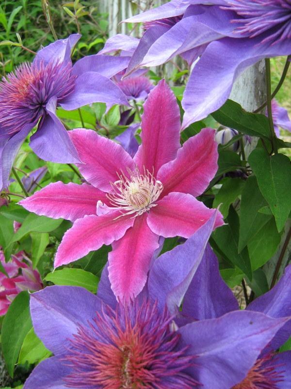 Photo of Clematis 'Dr. Ruppel' uploaded by gardengus