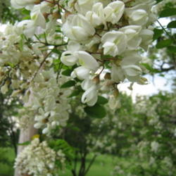 Location: Indiana  Zone 5
Date: 2009-05-23
flowers have a strong sweet sent
