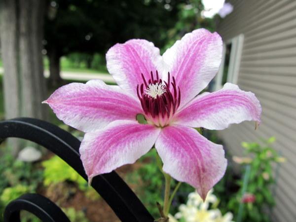 Photo of Clematis 'Nelly Moser' uploaded by goldfinch4