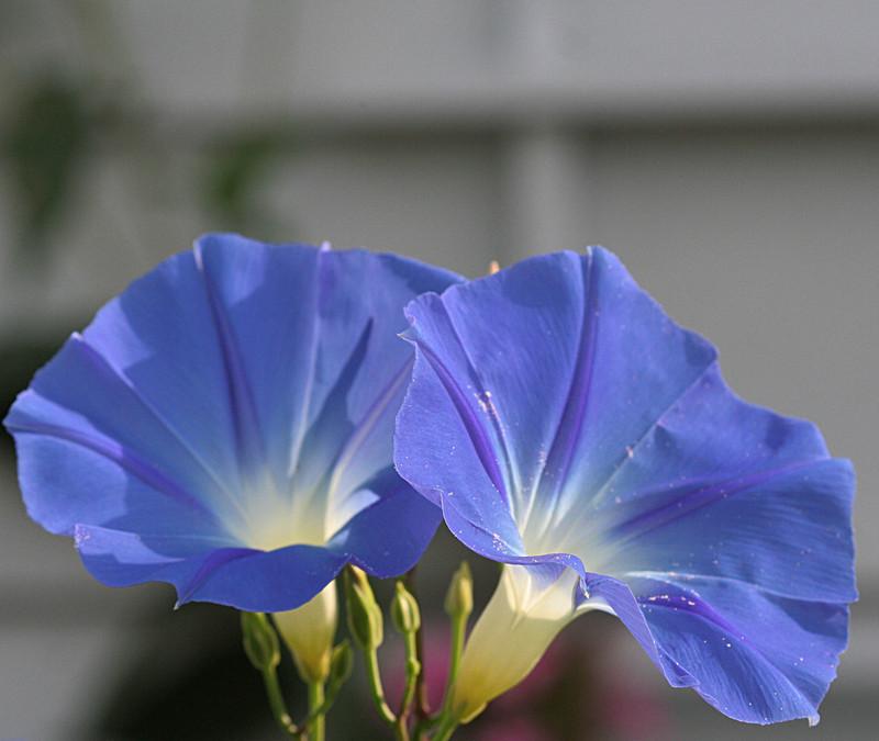 Photo of Morning Glory (Ipomoea tricolor) uploaded by luvsgrtdanes