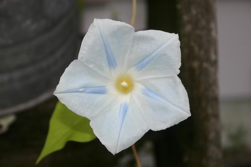 Photo of Morning Glory (Ipomoea tricolor) uploaded by luvsgrtdanes