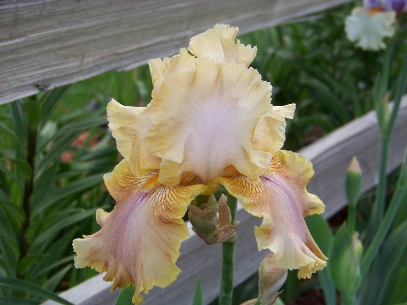 Photo of Tall Bearded Iris (Iris 'Polish Princess') uploaded by mattsmom