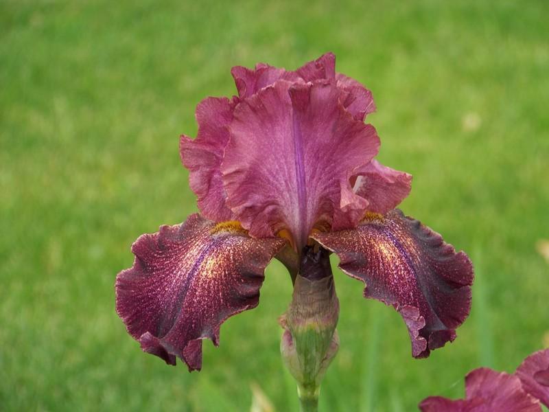 Photo of Tall Bearded Iris (Iris 'Colortart') uploaded by mattsmom