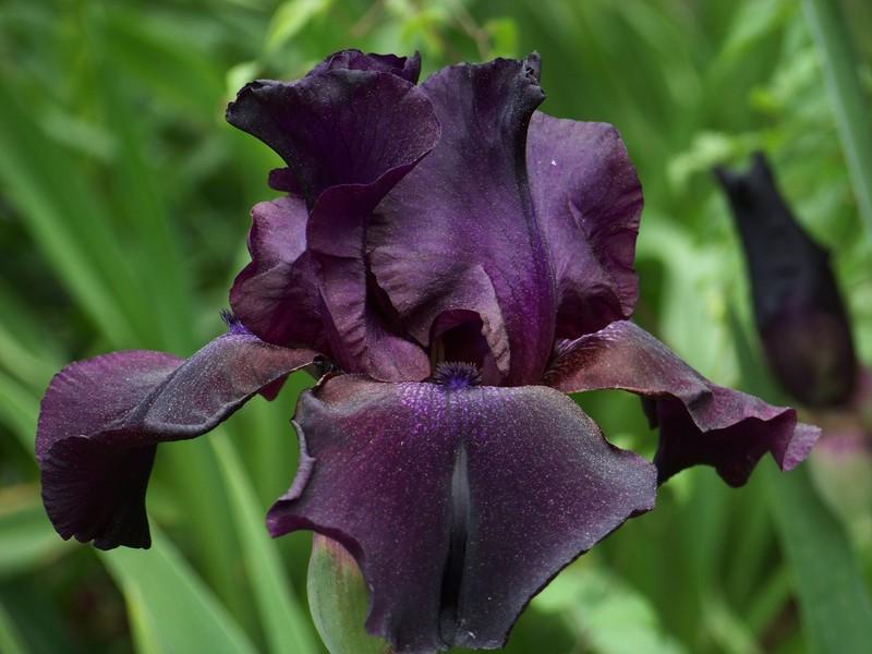 Photo of Tall Bearded Iris (Iris 'Superstition') uploaded by mattsmom