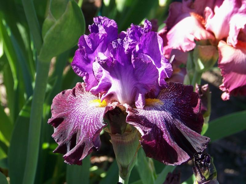 Photo of Tall Bearded Iris (Iris 'Smokin') uploaded by mattsmom