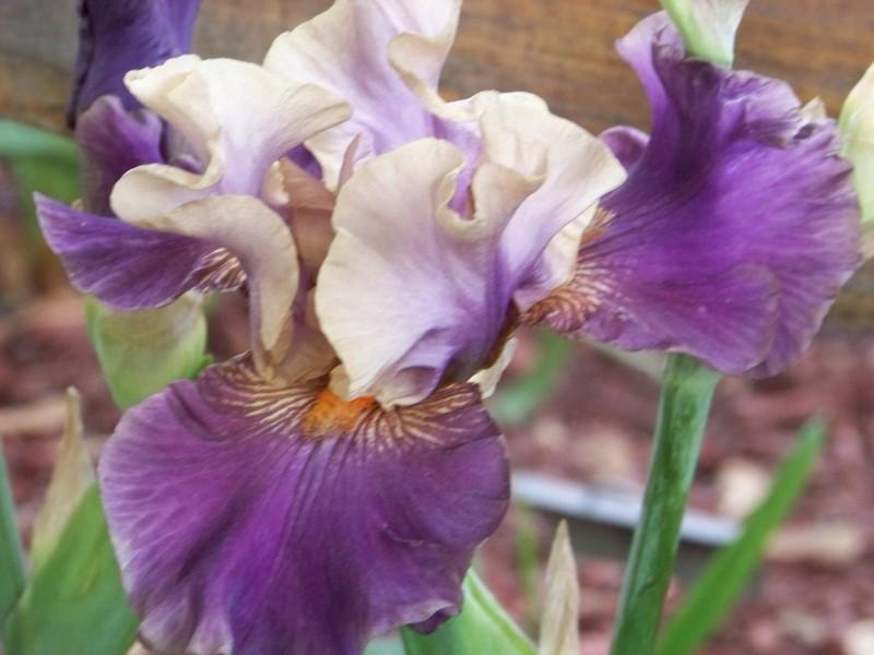 Photo of Tall Bearded Iris (Iris 'Super Dancer') uploaded by mattsmom
