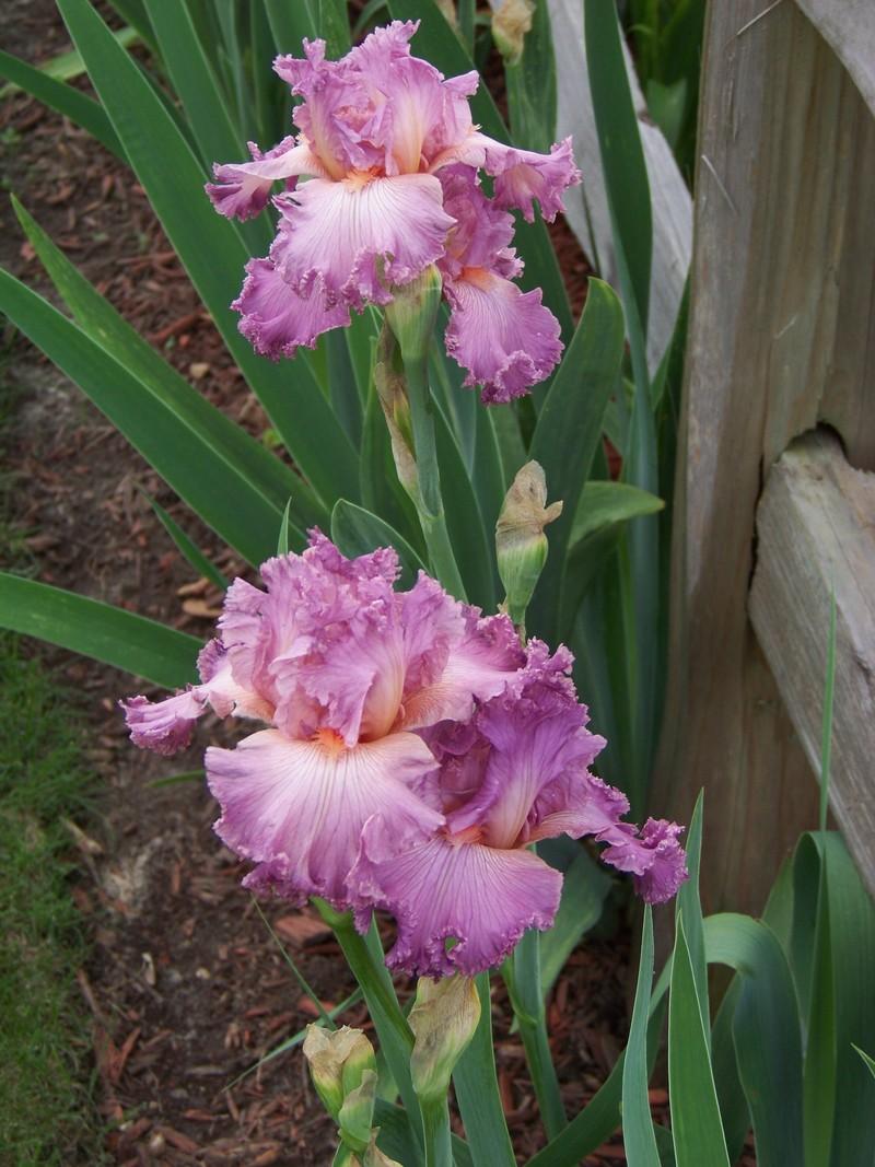 Photo of Tall Bearded Iris (Iris 'Social Graces') uploaded by mattsmom