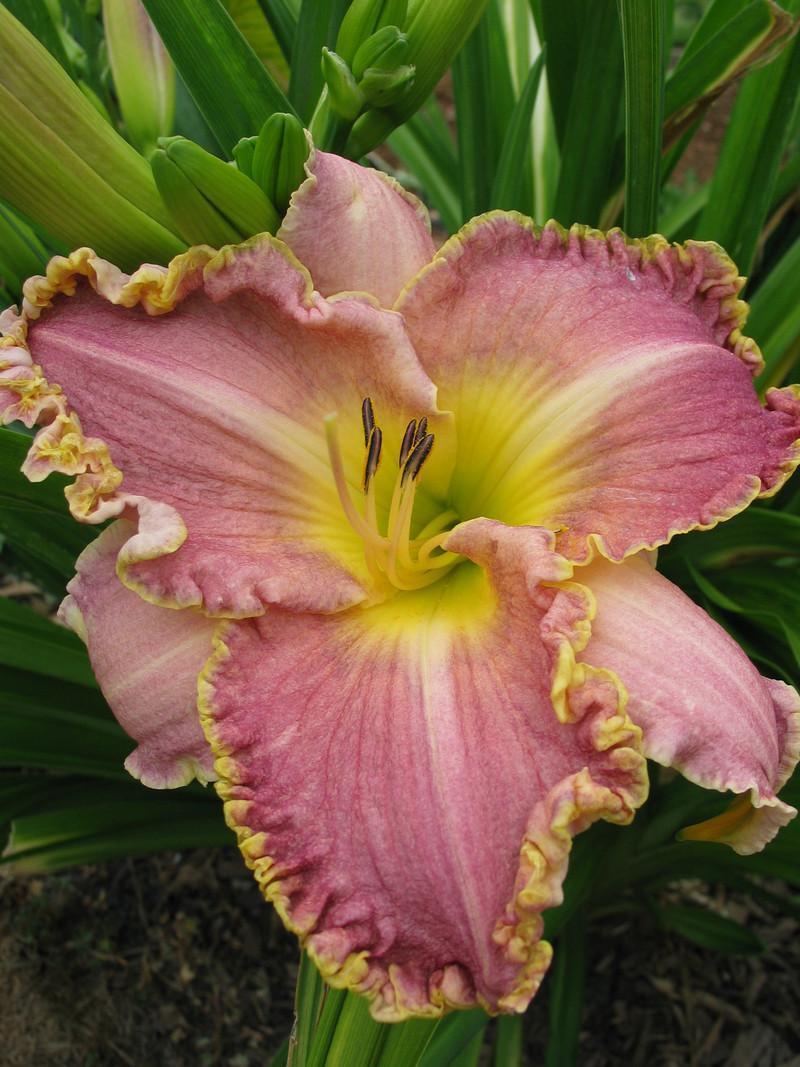 Photo of Daylily (Hemerocallis 'Clothed in Glory') uploaded by Calif_Sue