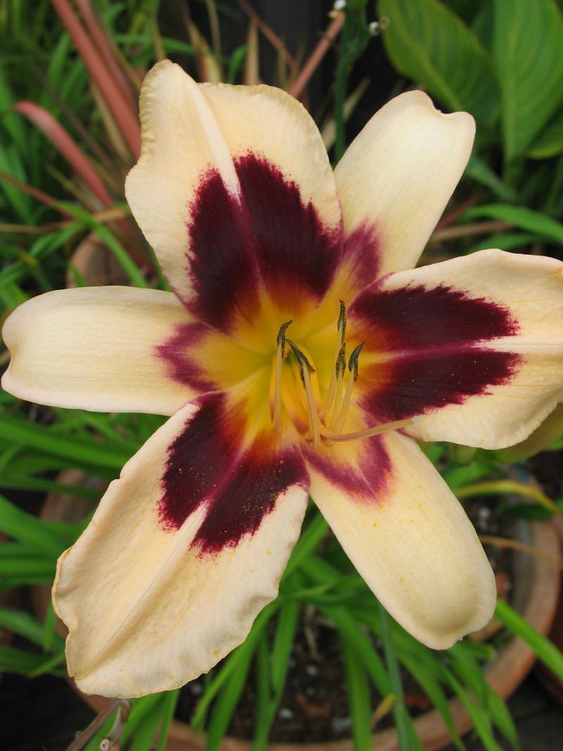 Photo of Daylily (Hemerocallis 'Egyptian Queen') uploaded by Calif_Sue