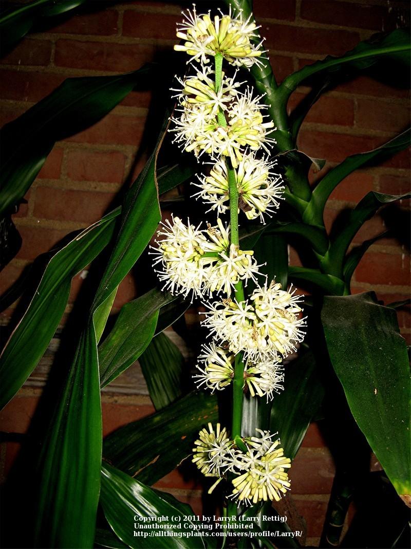 Photo of Corn Plant (Dracaena fragrans) uploaded by LarryR