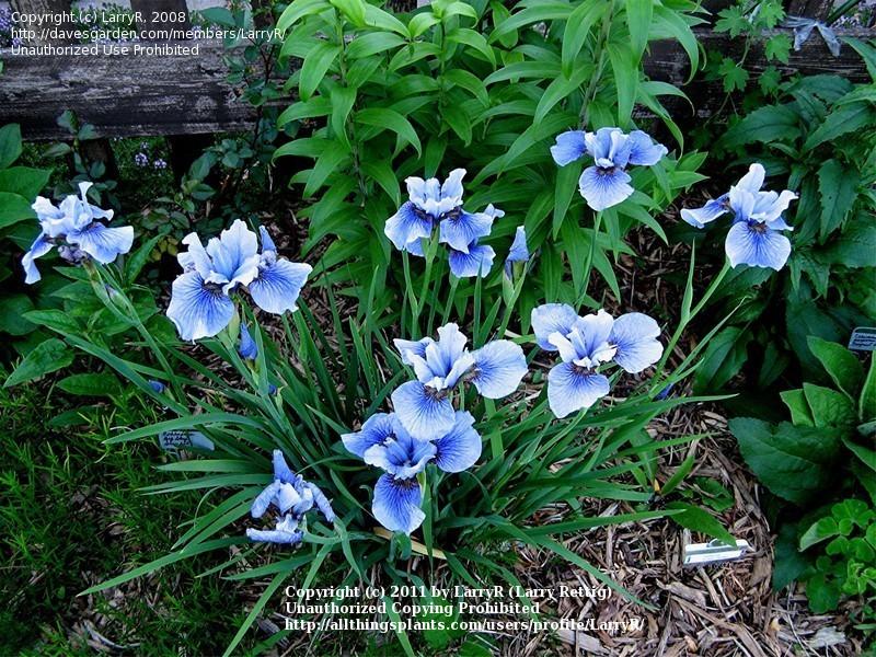 Photo of Siberian Iris (Iris 'Superego') uploaded by LarryR