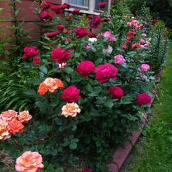Location: In my garden 
Southside rosebed