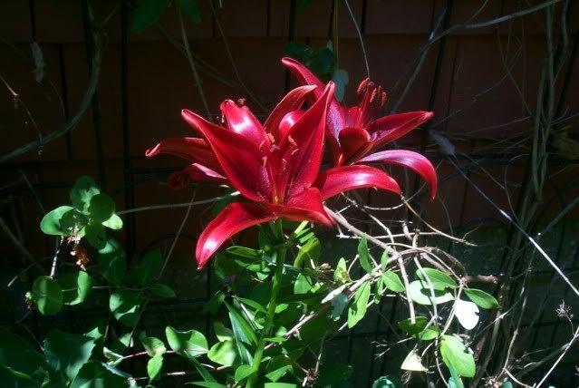 Photo of Lily (Lilium 'Black Out') uploaded by Newyorkrita