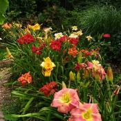 Mixed bed of late blooming daylilies.