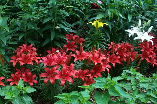 Photo of Lily (Lilium 'Red Border Lilies') uploaded by Newyorkrita