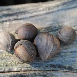 Location: Natural Area in Northeastern Indiana
Date: 2011-10-07
Hickory nuts are a very important food source for native wildlife