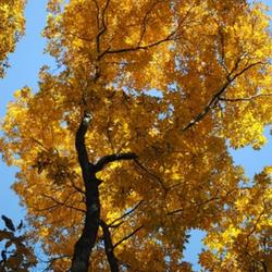 Location: Natural Area in Northeastern Indiana 
Date: 2011-10-07
Fall color - Gazing up into the brilliant golden-yellow canopy of