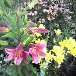 Location: Part Shade Pittsford NY
Date: 2011-07-09
Shown here with Asiatic lily Fata Morgana and Coneflowers.