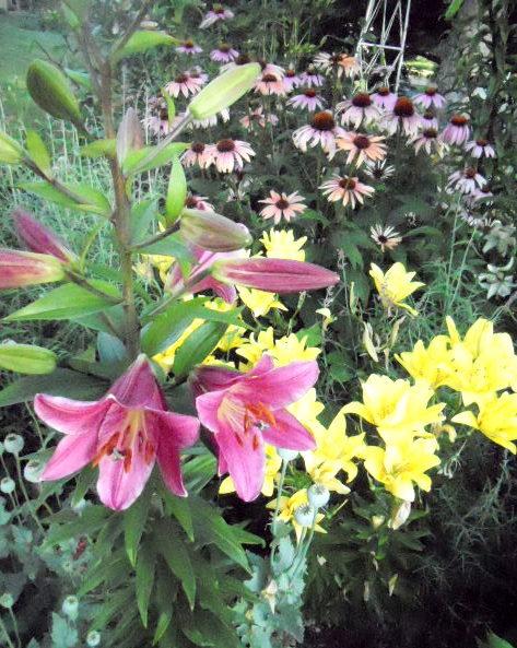 Photo of Lily (Lilium 'Purple Prince') uploaded by ge1836