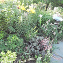 Location: Shade Garden Pittsford NY
Date: 2011-07-01
Traveller can be seen in top center of photo.