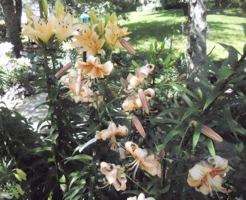 Photo of Lily (Lilium Tiger Babies) uploaded by ge1836