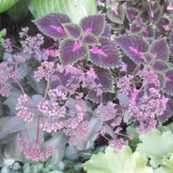 Location: Part Shade Pittsford NY
Date: 2011-08-01
Growing in part shade with coleus Trailing Queen