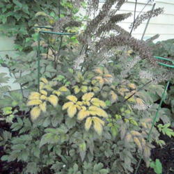 Location: Part Sun Pittsford NY
Date: 2011-10-08
This variety is beautiful all year round. I offer the fall bronze