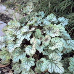 Location: Shade Garden Pittsford NY
Date: 2011-10-08
The prominant purple vained leaves make this plant a favorite in 