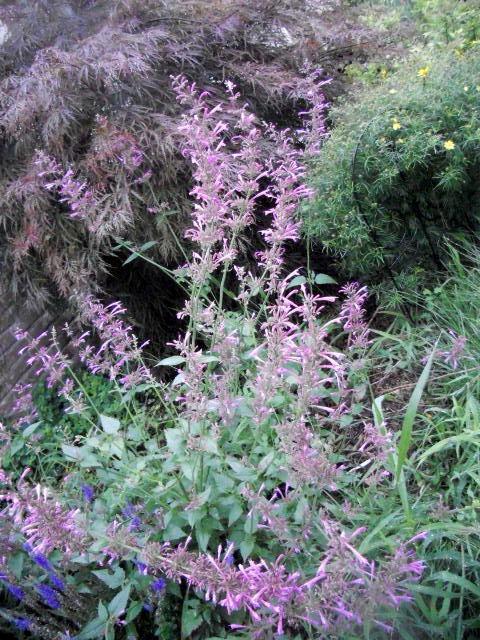 Photo of Giant Hyssop (Agastache 'Tutti Frutti') uploaded by ge1836