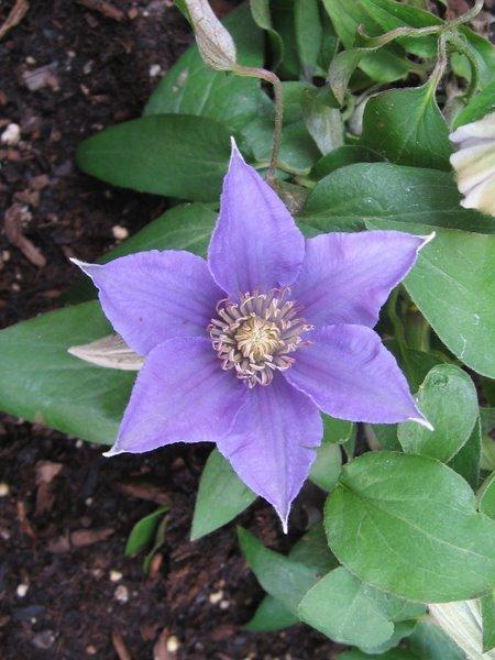 Photo of Clematis Bijou™ uploaded by goldfinch4