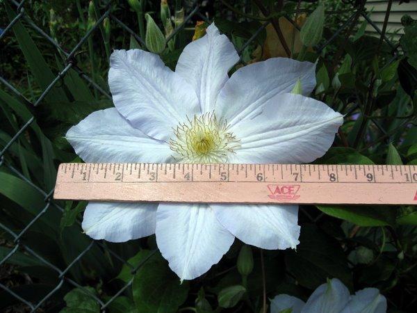 Photo of Clematis Ice Blue™ uploaded by goldfinch4