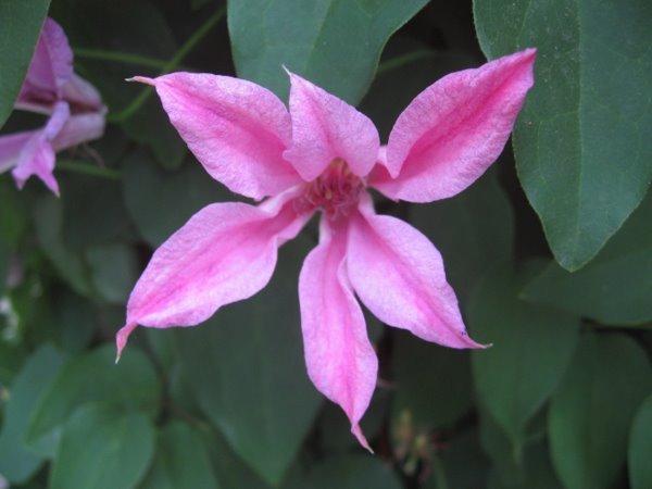 Photo of Clematis (Clematis texensis 'Duchess of Albany') uploaded by goldfinch4