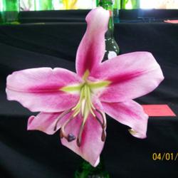 Location: claremont lilium show 2009
Date: summer
starburst sensation